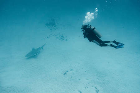 diver looking a bull shark from the distanceの写真素材
