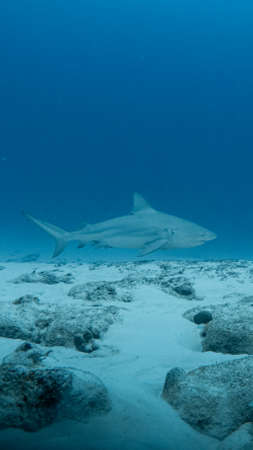 Bullshark dive in playa del carmen, Mexico.の写真素材