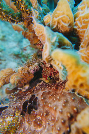 juvenile trunk fish macro photoの写真素材