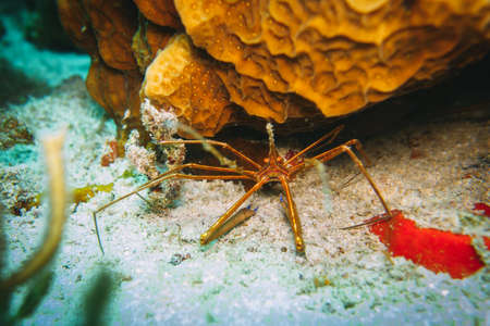 wide macro shot of a spider crabの写真素材