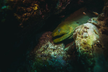 giant moray eel hidding in a coral reef caveの写真素材