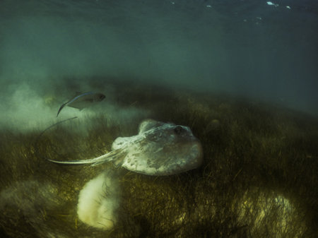 stingray swimming into the marine grassの写真素材