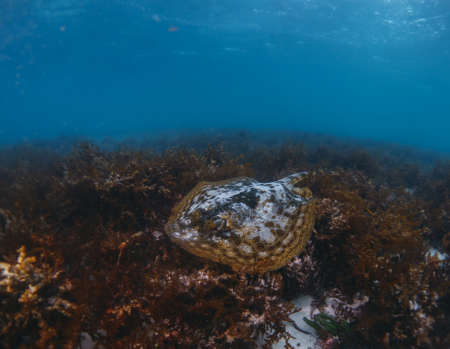 golden stingray in the algaeの写真素材