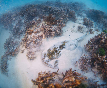 golden stingray hidden in the sandの写真素材