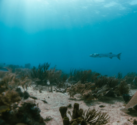 great barracuda in the caribbean oceanの写真素材