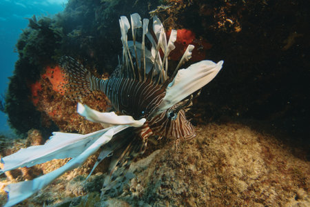lionfish, an invasive species in the Mexican Caribbean, Pterois volitansの写真素材
