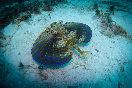 super colorful fish at the bottom of a sandbank in the mexican caribbeanの写真素材