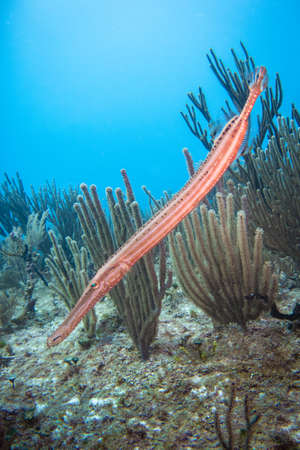 Aulostomus (Trumpetfish) hiding in the coralsの写真素材
