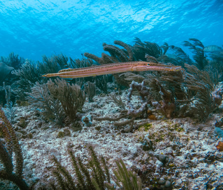 Aulostomus (Trumpetfish) hiding in the coralsの写真素材
