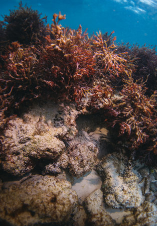 stone fish hiding in sandbank in the carribean seaの写真素材