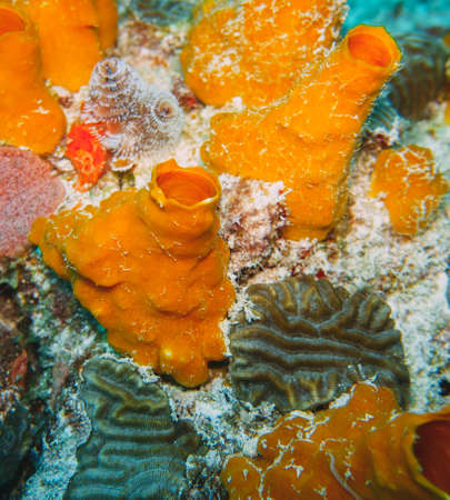 macro photo of a orange sea spongeの写真素材