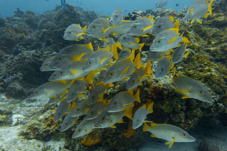school of grey and yellow fish in crystal clear waters of cozumel snorkelの写真素材