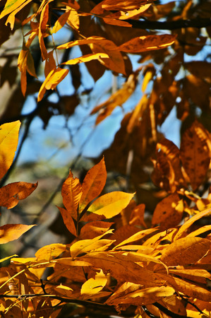 Autumn leavesの写真素材