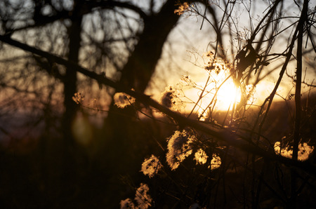 Backlightingの写真素材