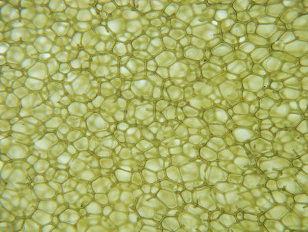 Stereoscopic shot of a synthetic sponge