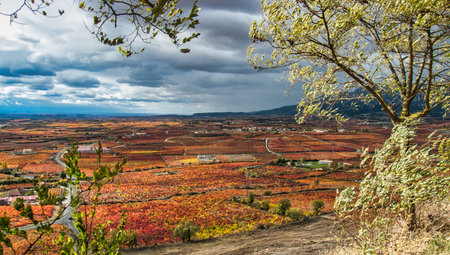 Colorful autumn vineyards in La Rioja, Spain. Colorful vineyards in autumn season.の写真素材