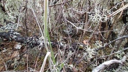 Moss and lichen growing on the ground in the forest.の写真素材