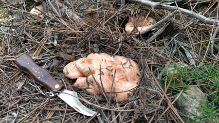 Mushroom Lactarius deliciosus in a nest with a knifeの写真素材
