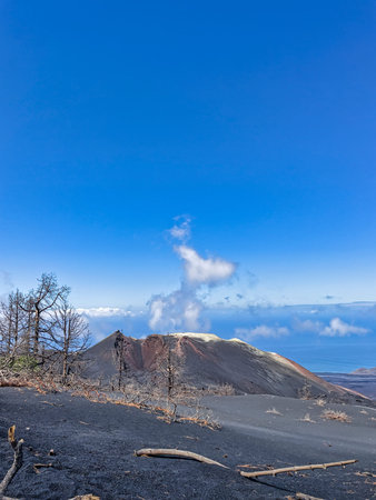 Dried trees in the crater of Tajogaite volcano, La Palma, Canary Islands, Spain