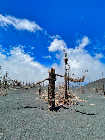 Dried trees in the crater of Tajogaite volcano, La Palma, Canary Islands, Spainの写真素材
