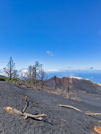 Dried trees in the crater of Tajogaite volcano, La Palma, Canary Islands, Spainの写真素材