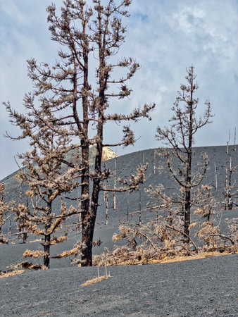 Canary Islands, Spain. Pine forest in La Palma close to Tajogaite volcanoの写真素材
