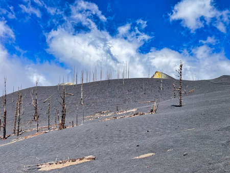Dried trees in the crater of Tajogaite volcano, La Palma, Canary Islands, Spainの写真素材