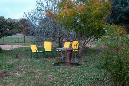 Four yellow chairs in a wild garden