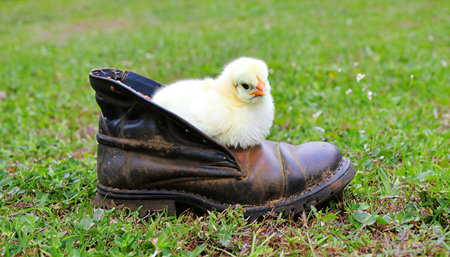 Cute little chick in an old boot on the grass. Generative AIの素材