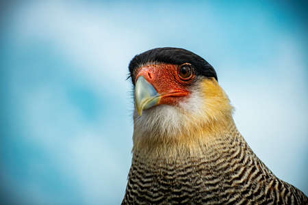 Carancho Carara Bird Eagle Patagoniaの写真素材