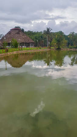 rustic house next to a pond in the jungle surrounded by vegetationの写真素材