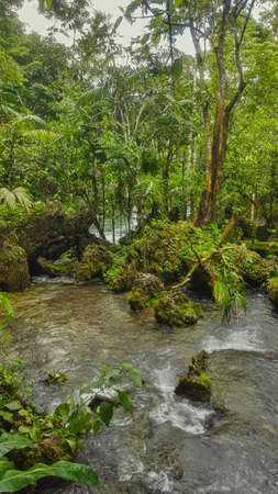 vegetation and stream in the jungleの写真素材