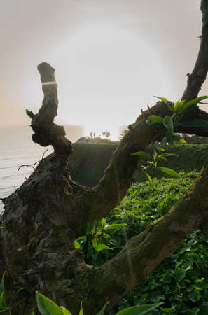 Sunset Landscape in the shore of Lima Peru, view from a park with grass and a treeの写真素材