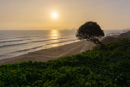 Sunset Landscape in the shore of Lima Peru, grass and a treeの写真素材