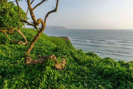 View of the ocean from the Miraflores District Peru, a cliff, tree and green grassの写真素材