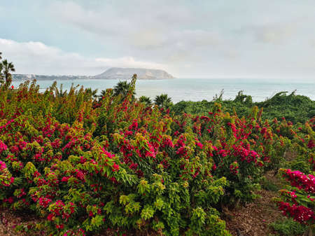 Miguel Grau Park in Miraflores Lima Peru, garden full of green leaves and violet flowers. Ocean backgroundの写真素材