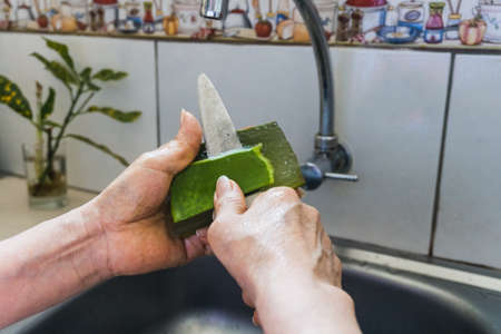 Unrecognizable adult woman cutting aloe plant in a kitchen sink using a knife, faucet backgroundの写真素材