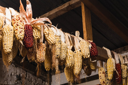 cluster of white and purple corn drying hanging from the roof of a house in the highlands of Peru.