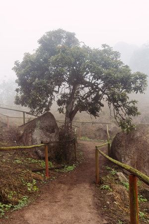 Pathway with a big tree, big rocks and green plants in foggy day in National Reserve Lomas de Lachay, protected area in Lima Peru.の写真素材