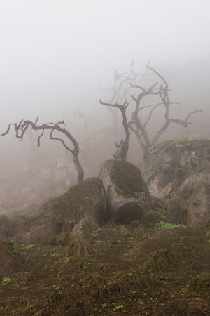 Old trees, big rocks and green plants in foggy day in National Reserve Lomas de Lachay, protected area in Lima Peru.の写真素材