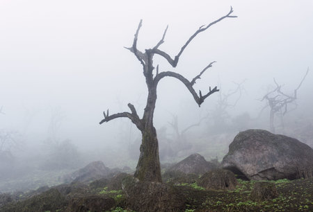 Old trees, big rocks and green plants in foggy day in National Reserve Lomas de Lachay, protected...