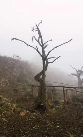 Old trees, big rocks and green plants in foggy day in National Reserve Lomas de Lachay, protected...