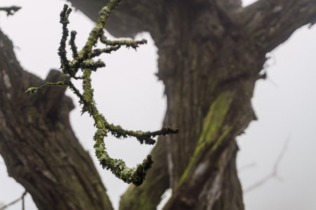 focused branch hanging from old tree in a foggy day in National Reserve Lomas de Lachay, protected area in Lima Peru.の写真素材