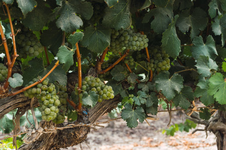 Vineyard at Tambo de Tacama, Ica Peruの写真素材