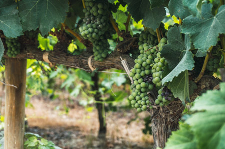 Vineyard in Tambo de Tacama, Ica Peruの写真素材