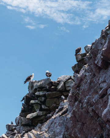 Sea birds at The Ballestas Island, a group of small islands located off the Paracas peninsulaの写真素材
