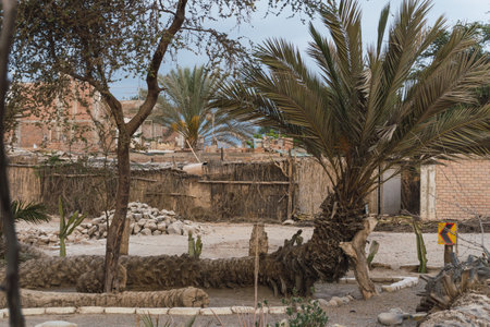 Seven headed palm tree at Cachiche town, Ica Peruの写真素材