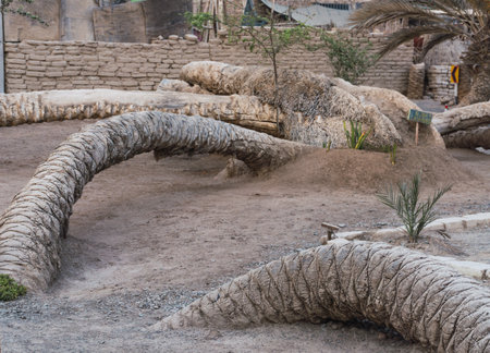 Seven headed palm tree at Cachiche town, Ica Peruの写真素材