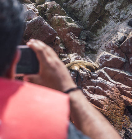 Unrecognizable man sightseeing in the Ballestas Islands at Paracas, Ica Peru, taking photo of a sea lionの写真素材