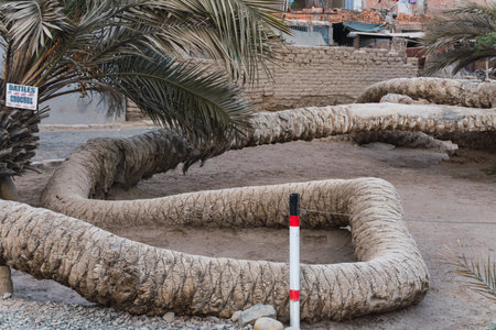 Seven headed palm tree at Cachiche town, Ica Peruの写真素材